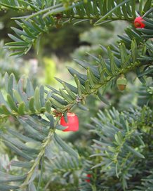 Taxus baccata 'Hjorthede'